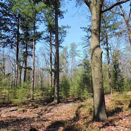 In Near Hoge Veluwe Park *